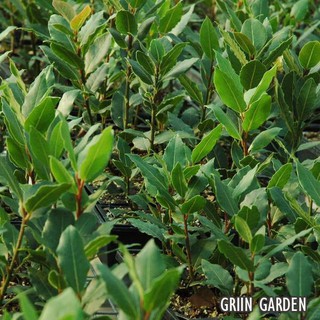 Nguyệt quế hi lạp - Bay leaf - Laurel
