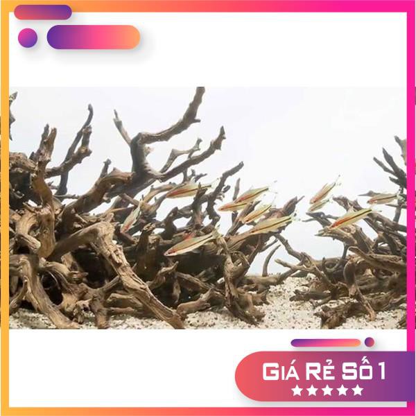 ☘ Lũa San Đá Cành ☘ Dòng Lũa Cực Đẹp Cho Layout Natural