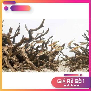 ☘ lũa san đá cành ☘ dòng lũa cực đẹp cho layout natural