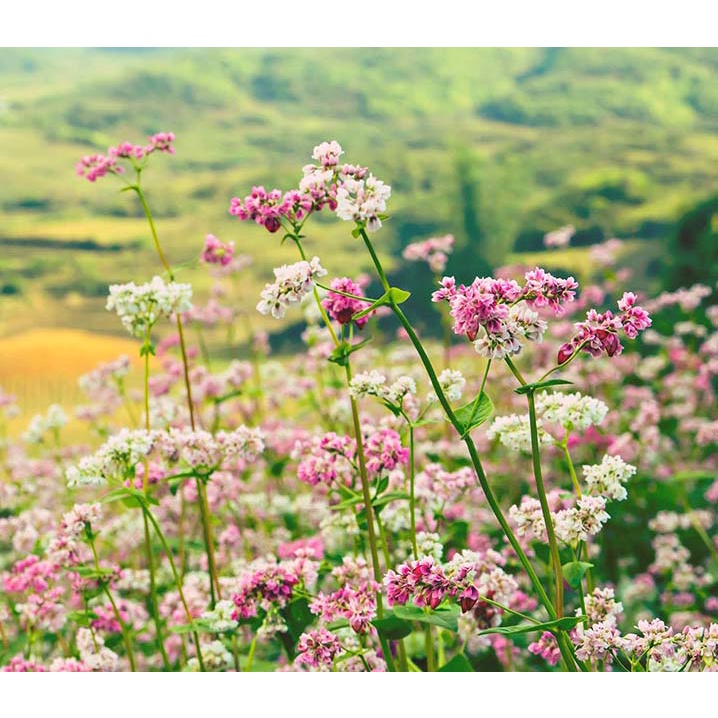 Mật ong Hoa Tam giác mạch (Đồng Văn-Hà Giang) cam kết không đóng đường