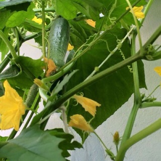 Hạt Giống Dưa Leo Baby(10 hạt)