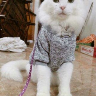 Dây dắt đai người cho mèo,chó nhỏ