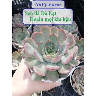 Cây sen đá Đế Vương viền đỏ giống mới vườn NaVy, thu hút ngay từ cái nhìn đầu tiên