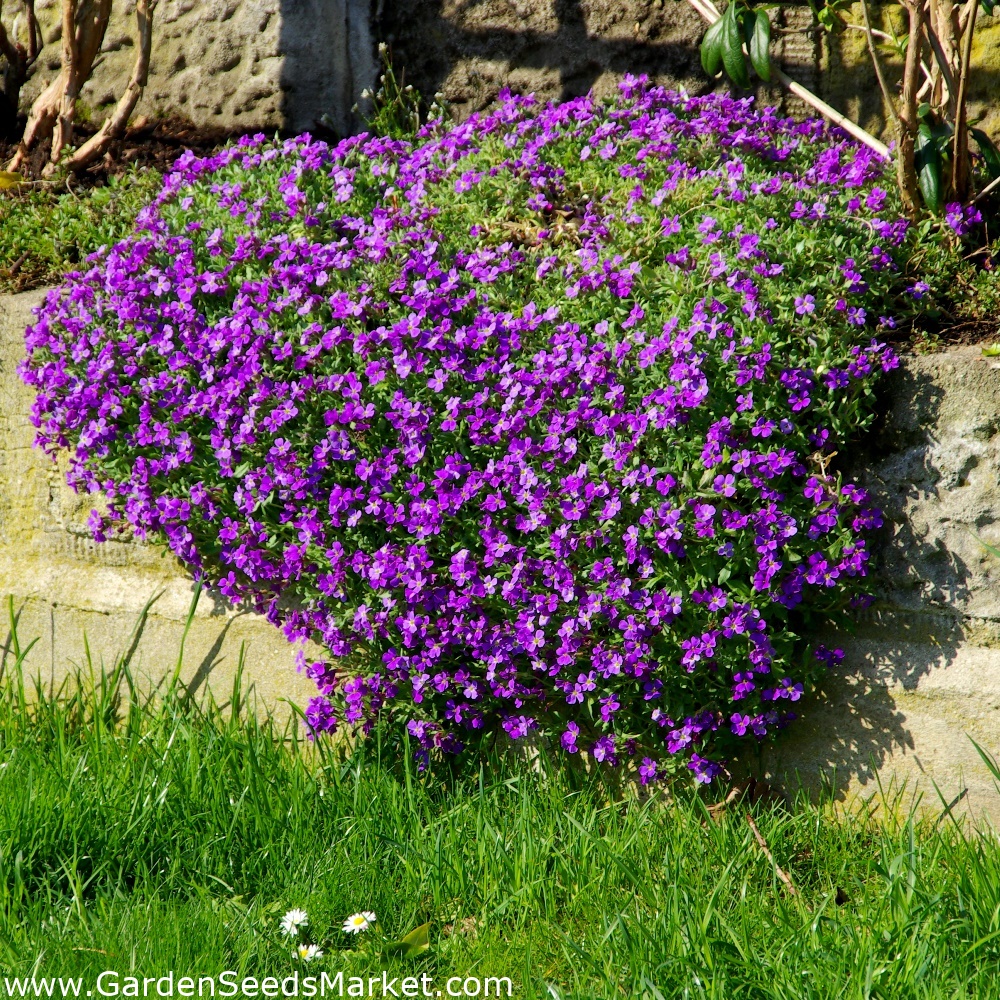 Hạt giống hoa leo đá lâu năm chịu hạn Aubrieta -  chịu nhiệt bốn mùa trồng chậu, sân vườn nảy mầm cao 50 hạt