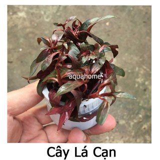 Cây thủy sinh đại hồng huyết