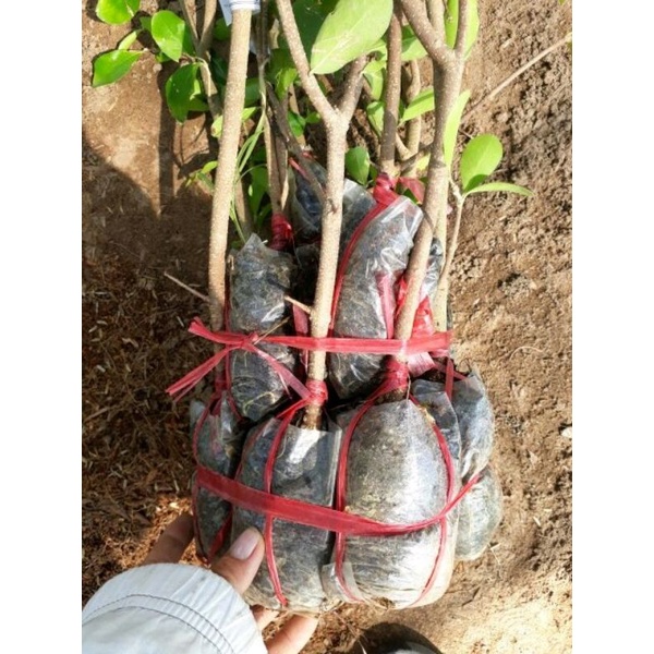 Cây Sơ ri thái ngọt, nhánh chiết nhanh trái