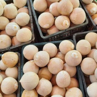 Dừa xiêm sọ Bến Tre
