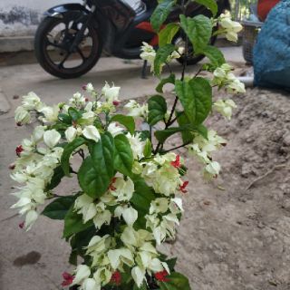 Cây ngọc nữ