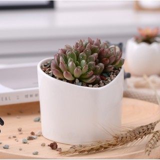 Chậu trồng cây sen đá bằng gốm PT111- Chậu Gốm Trồng Cây Mini