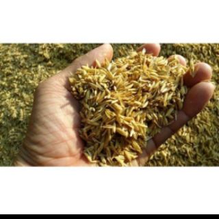 Trấu bón cây