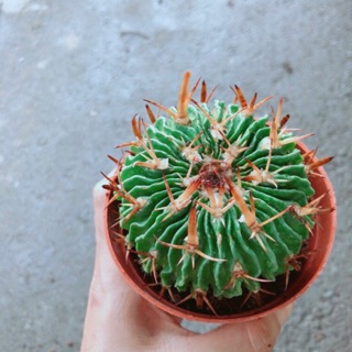 Xương Rồng Trúc Ngọc