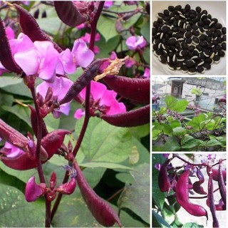 Hạt giống Đậu ván tím F1 – 5Hạt