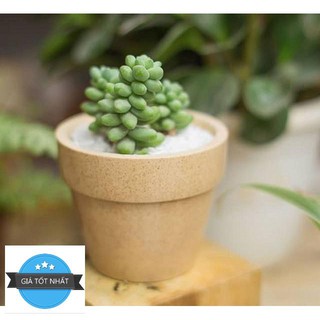 Hạt giống Sen đá chuỗi ngọc 20 HẠT