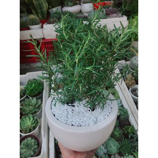 Chậu hương thảo