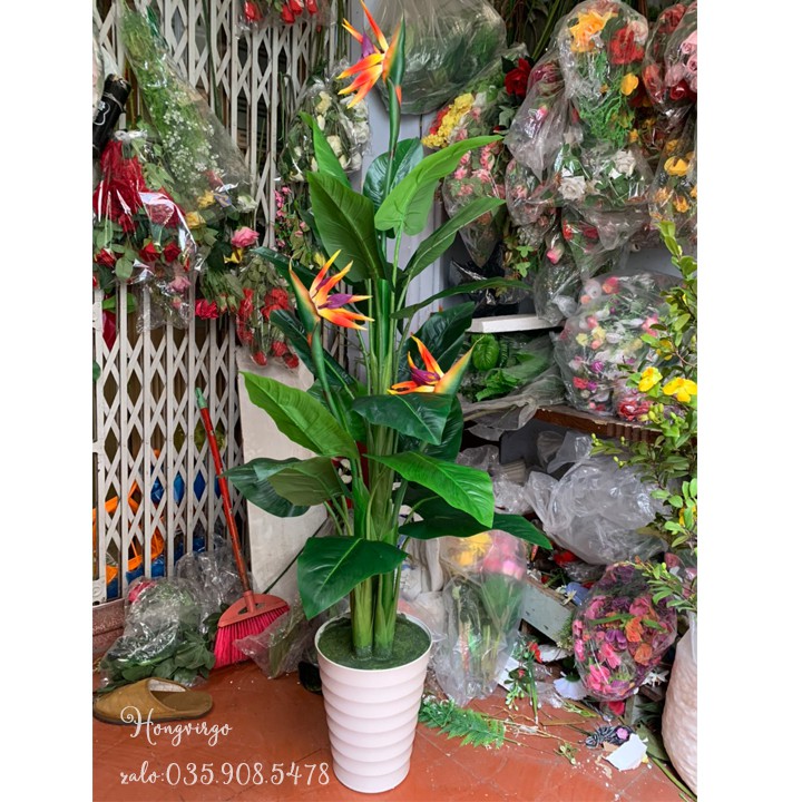👉 Cây Thiên Điểu Giả Cảnh