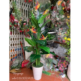 👉 Cây Thiên Điểu Giả Cảnh