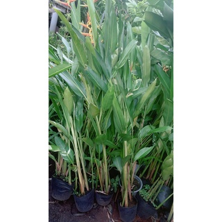 Bụi Chuối Mỏ Két Lớn (có hoa màu đỏ hoặc màu vàng)