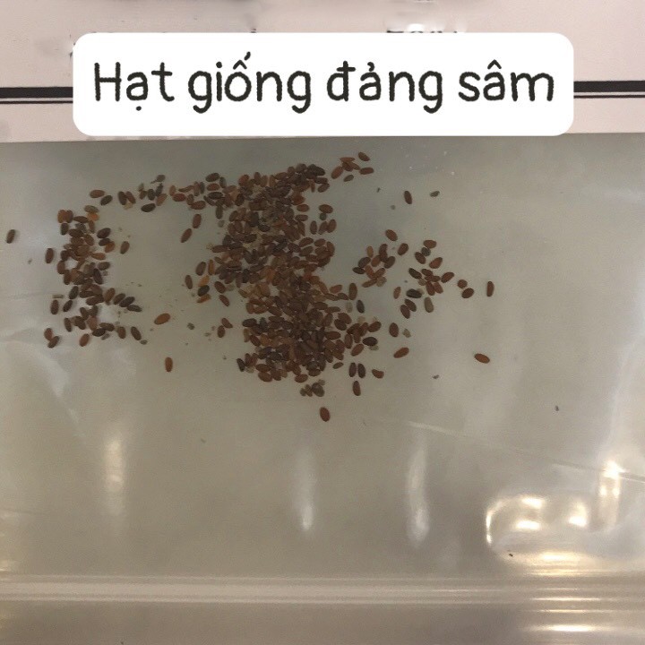 Hạt Giống Cây Đảng Sâm HDN Hạt Giống Đẳng Sâm Túi 1kg