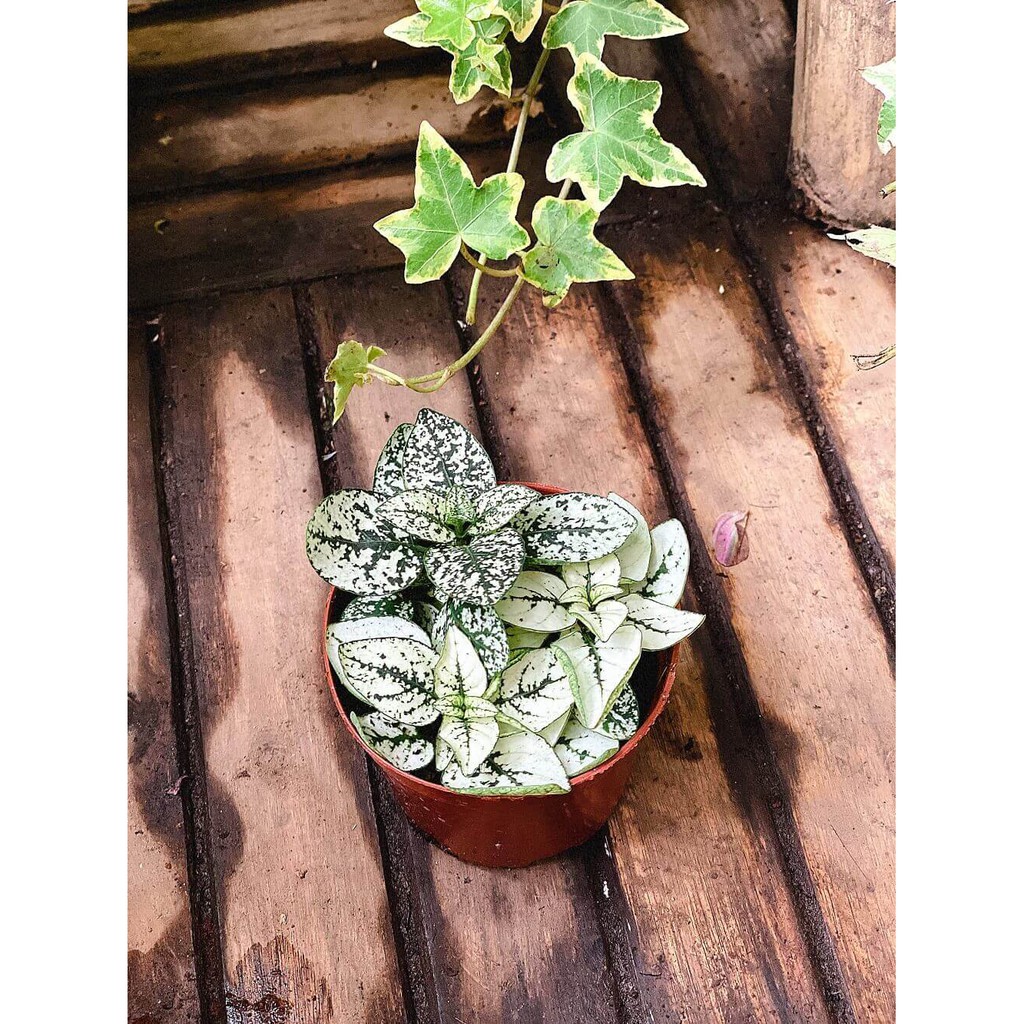 Cây Hypoestes phyllostachya White Splash (Thương Đao Dược Trắng) chậu nhựa