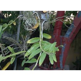 Hoa lan trầm rừng parashi