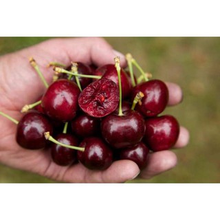 [GIÁ GỐC] Hạt giống Quả Cherry (Anh Đào) - 5 hạt