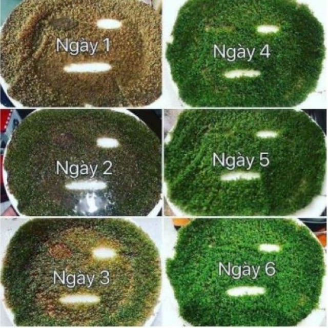 Mặt Nạ Dong Biển ( Mặt Nạ Mầm Sống )