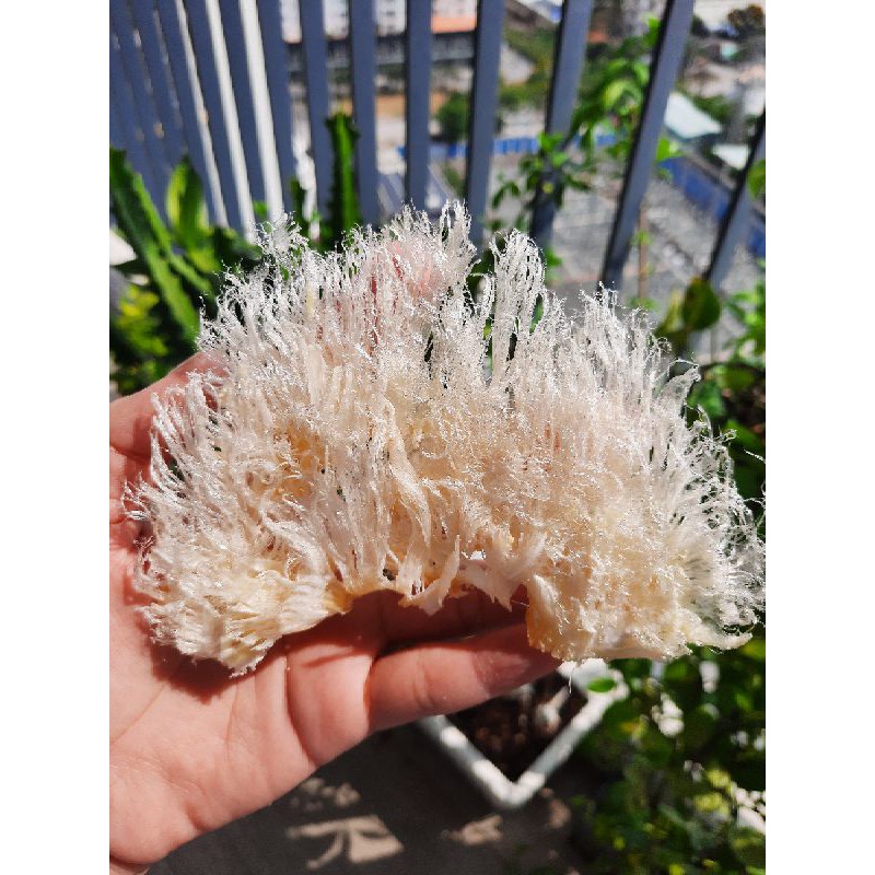 Vi Cá nấu súp thượng hạng ( 50g ) | BigBuy360 - bigbuy360.vn