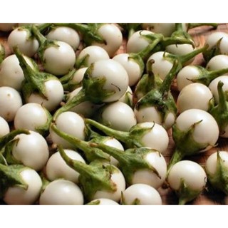 2GR - HẠT GIỐNG CÀ PHÁO TRẮNG