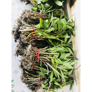 lan 0,5kg hoàng phi hạc (hàng đa thân đang xuống lá)hoa vào tháng 4