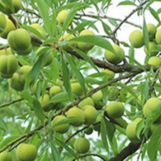 Việt quất xanh
