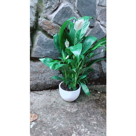 Chậu Cây Lan Ý Nhiều Hoa