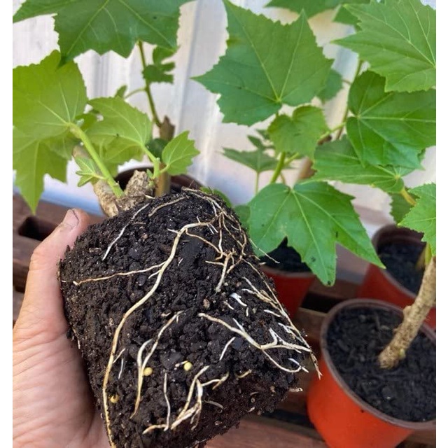 HẠT GIỐNG HOA PHÙ DUNG  Live Confederate Rose Land Lotus Plant bông hoa hồng nhà máy có thể nở hoa vào mùa này