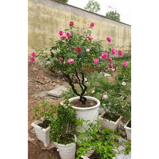 Cây hoa hồng cổ sapa thân tree