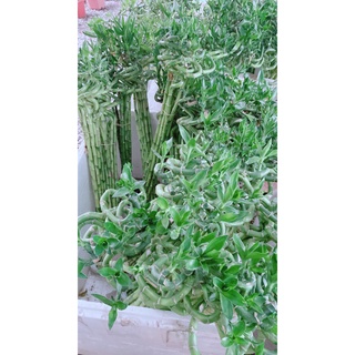 Bó trúc phát tài xoắn cao 73cm