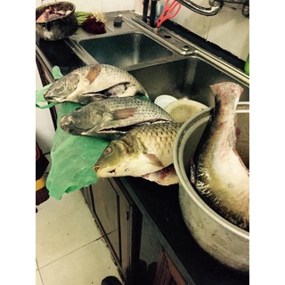 [COMBO] 2 Gói Mồi Chép Phú Thành
