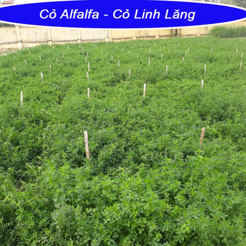 Hạt cỏ chăn nuôi ALFALFA Linh Lăng - Cỏ Họ Đậu (gói 1kg) - Hạt Giống Cỏ Chăn Nuôi