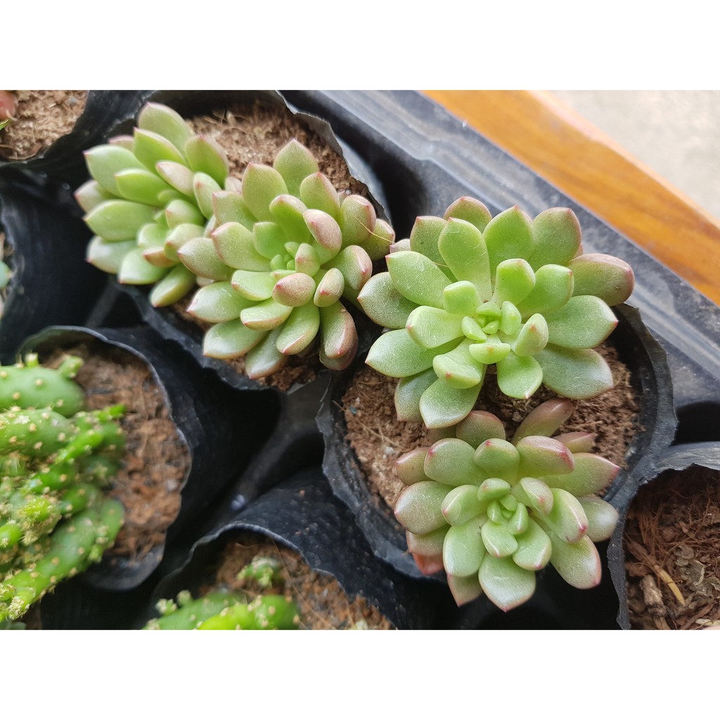 Sen đá ruby đỏ - pink ruby, ruby xanh (Đọc mô tả)
