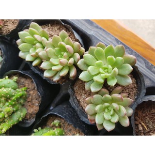 Sen đá ruby đỏ - pink ruby, ruby xanh (Đọc mô tả)