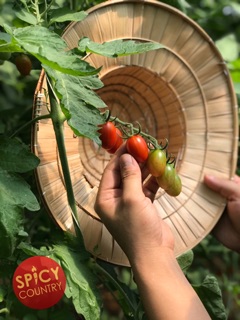 Tương cà chua SPICO hữu cơ, đậm vị, an toàn 255g 305g