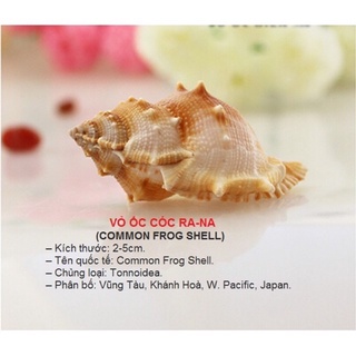 VỎ ỐC CÓCNARA