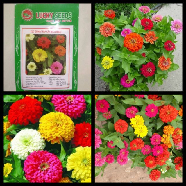 Bán Hạt Giống Hoa Cúc Lá  Nhám (Zinnia) Luckyseeds hàng chuẩn