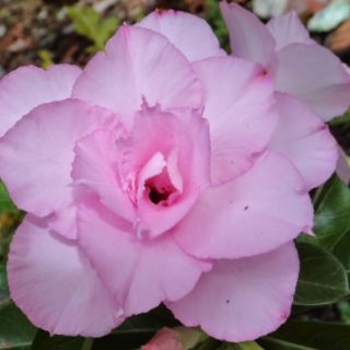 🌲 Sứ Kỳ Duyên ( siêu hoa) đang hoa
