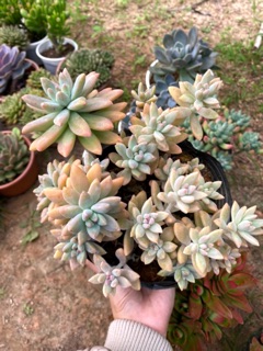SEN ĐÁ PHA LÊ HỒNG BỤI LỚN 15-18CM
