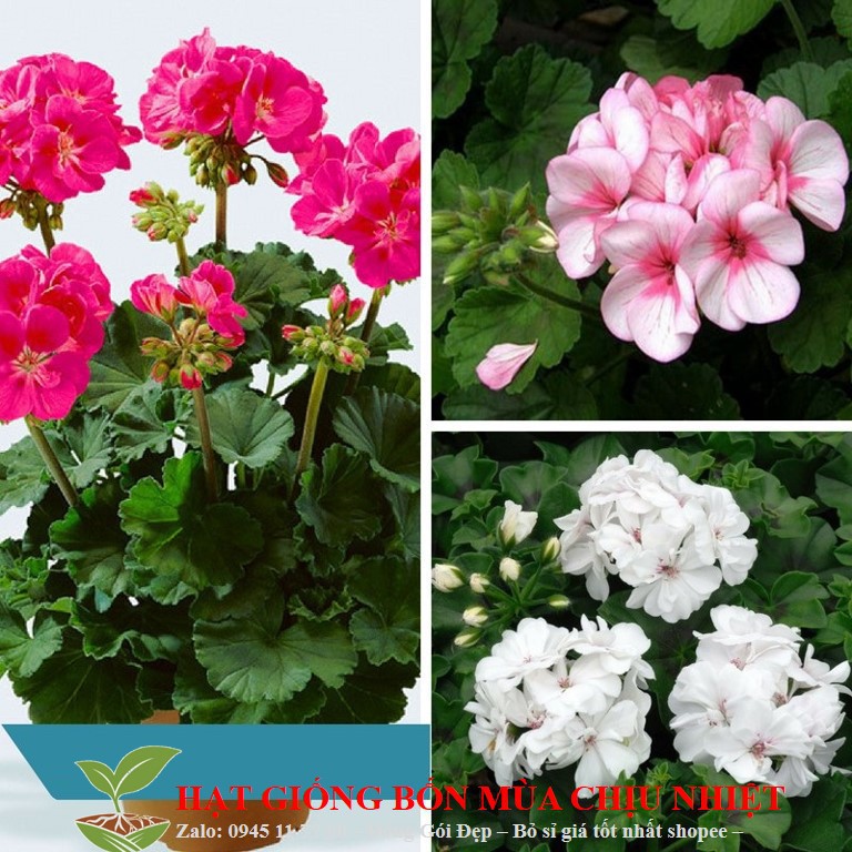HẠT GIỐNG HOA PHONG LỮ THẢO GÓI 10 HẠT ĐẾN MÙA TRỒNG TẾT luckyseed hạt siêu rẻ