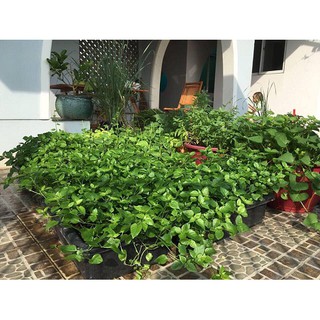 3 Cây giống rau Ngót Nhật