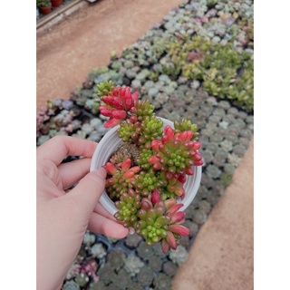 Sen đá thạch ngọc size trung 6-8 cm