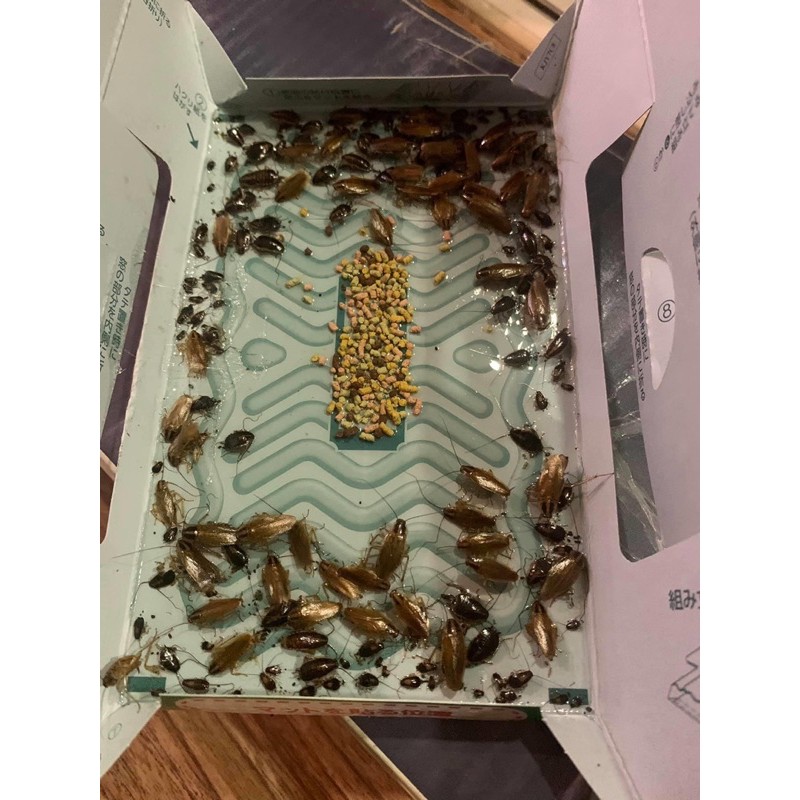 Bẫy gián nhật Hoi hoi