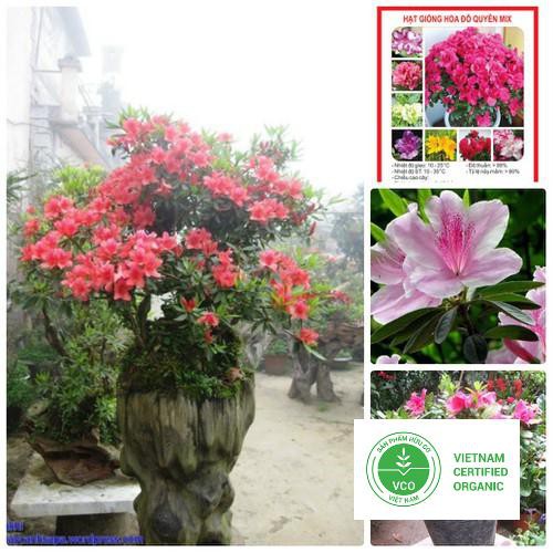 10 Hạt giống Đỗ Quyên (tặng gói Kích nẩy mầm và Hướng dẫn) THUTHUY