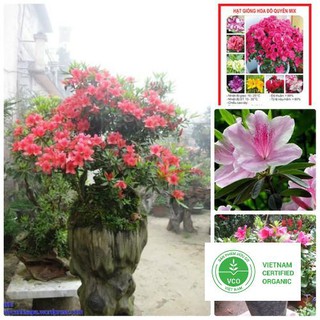 10 Hạt giống Đỗ Quyên (tặng gói Kích nẩy mầm và Hướng dẫn) THUTHUY
