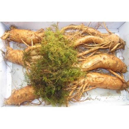 SÂM TƯƠI HÀN QUỐC 100% NHẬP KHẨU, KHÔNG CHẤT BẢO QUẢN. LOẠI 5 CỦ /1KG | BigBuy360 - bigbuy360.vn